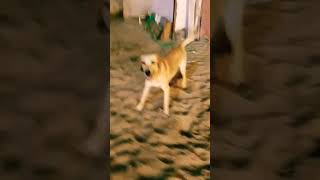 Patali kamariya bole hay hay dog ki shots dog ki video animal shots dog sorts animals funny 🐕🐕 [upl. by Jelks873]