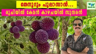 Pulasan Fruit  തേനൂറും പുലാസാൻരുചിയിൽ കേമൻ കാഴചയിൽ സുന്ദരൻ  pulasanfruit [upl. by Lianne554]