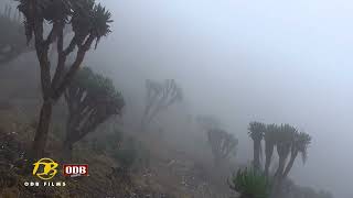 Mountain Rwenzori kasese Uganda [upl. by Standush751]