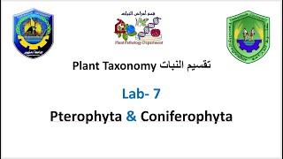 Section 7 Plant Taxonomy  Pterophyta amp Coniferophyta [upl. by Suivart260]