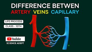 Blood vessels  arteries and veins  life process  Classs10 science circulatory system biology [upl. by Lleihsad]