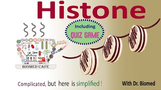 Histone Structure and Function [upl. by Mushro]