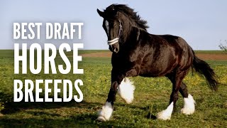 The 15 Best Work amp Draft Horse Breeds [upl. by Euphemia]