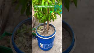 Fruiting plants on terrace garden rooftopgarden greenlifediaries terracegarden viralvideo [upl. by Chrisoula]