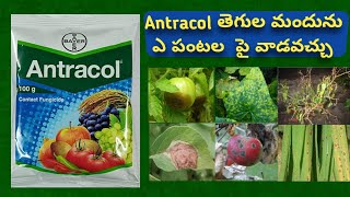 Antracol fungicide use in telugu  Propineb 75 Wp  Bayer antracol price [upl. by Chaworth725]