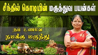 சீந்தில் கொடியின் மருத்துவ பயன்கள் Medicinal Uses of Tinospora Cordifolia [upl. by Zerep]