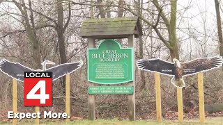 Mother natures majesty on display with blue herons bald eagles in Shelby Township [upl. by Gnivri]