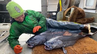 S2E23 Inside the World of Commercial Black Cod fishing Then off to Bristol Bay on a RECORD YEAR [upl. by Einra]