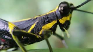 Black Yellow Striped Grasshopper Macro Video [upl. by Rriocard613]