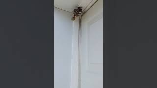 Paper wasps when garage door opens shorts [upl. by Alin]