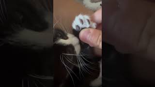 Day 3 with new kittens kitten mewing [upl. by Connelly]