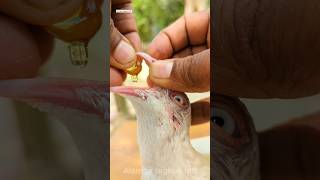 cod liver oil capsule feeding pigeonpigeon birds [upl. by Anerys]