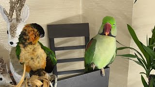 PIPOampPICO🦜💚 este live💚💚💚 [upl. by Claudell]