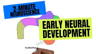 2Minute Neuroscience Early Neural development [upl. by Asit]