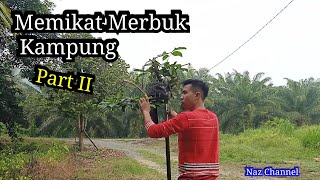 Memikat Burung Merbuk 2019 Laman Pahang Part II [upl. by Latsryk147]