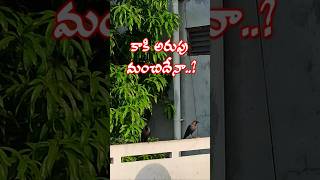 గుప్పెడు మెతుకులు వేద్దాం bhakti shorts crow [upl. by Inatirb]