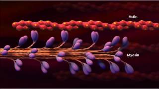 3 Muscle contraction detail Concept Cell Biology [upl. by Elamrej653]