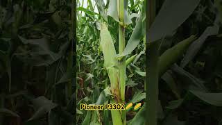 PioneerP3302 agriculture corteva cortevaagriscience farming p3302 MDAgriculture [upl. by Arny]