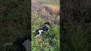 Riggs 1st pheasant hunt [upl. by Sholom]