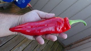 âŸ¹ Marconi Giant Hybrid  Pepper taste test [upl. by Lyndy]