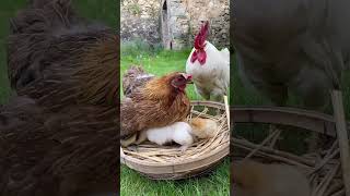 The rooster is wondering how to hatch a litter of dogs PetChicken CutePets Dogs [upl. by Rap]