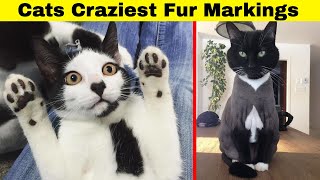 Cats With The Craziest Fur Markings You’d Almost Think Were Photoshopped [upl. by Aicertal945]