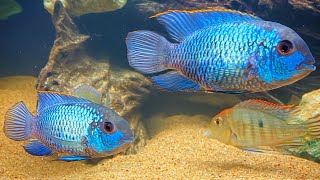 Electric Blue Acara  Complete Care amp Breeding Guide [upl. by Ettenotna]