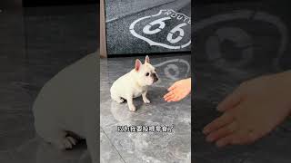 franchbulldog pets puppy [upl. by Canfield]