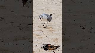 Laughing gull seagull Playa del Carmen Mexico tropical Caribbean Sea beach bird life nature travel [upl. by Inatsed]