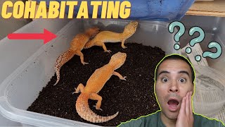 Cohabitating amp Group Breeding  Leopard Gecko Care 2023 [upl. by Neema]