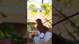 LINDA PIPIRA comedouro observacaodeaves birds pássaros SHORTSYOUTUBE [upl. by Ches615]