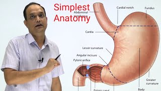 STOMACHANATOMY Part 1 [upl. by Roskes]