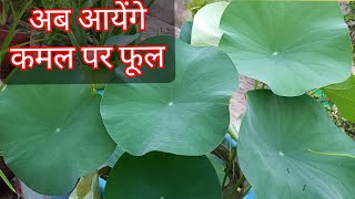 1840 Ab Aayenge Kamal Par Phool  Kya Lotus Plant Me Bhi Kaante Hote Hain [upl. by Klatt27]