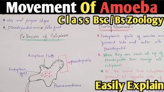 Amoeba Movement  Amoeboid Movement  Amoeba Moves Through Pseudopodia  Class Bsc amp Bs Zoology [upl. by Cnahc]