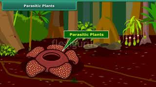 Parasitic Plants [upl. by Ymme]