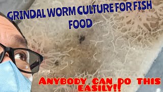 So easy Grindal worm culture aquarium aquariumhobby grindalworms livefoodforfish fishbreeding [upl. by Notgnimer]