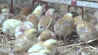 Ferme des Fourneaux  Le goût de la tradition  volailles fermières Essonne [upl. by Yelahs]