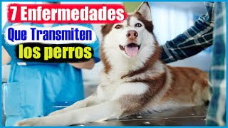 7 Enfermedades que transmiten los perros por la saliva [upl. by Flanagan]