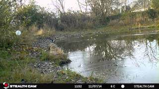 Elster und Amsel am Teich [upl. by Naitsirhc]