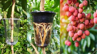 How to Air Layering Lychee Tree  Easy method to grow Lychee tree from cuttings at home [upl. by Nodmac]