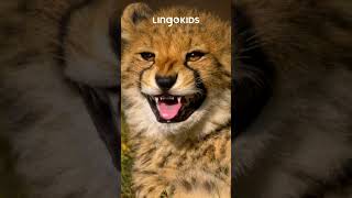 What does a LION say ROAR ROAR 🦁🎶 Learn about Savanna animals with Lingokids songsforkids [upl. by Ahsatan]