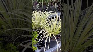 Golden Variegated Sweet Flag  Acorus Gramineus ‘Ogon’  Shorts  Cool Places [upl. by Asseneg]