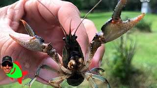 HOW TO CATCH CRAWFISH IN MY YARD [upl. by Obelia]