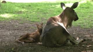 Nachwuchs im Tierpark Hellabrunn München [upl. by Tsnre]