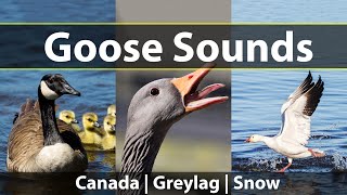 Goose Sounds and Honks Listen to Canada Geese Greylag Geese and Snow Geese [upl. by Kliber]