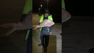 Portsea pier have big SNAPPER 🔥 [upl. by Erdnaid]