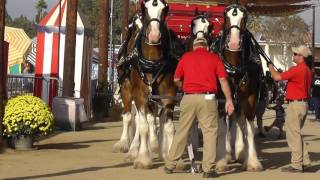 Budweiser Clydesdales  Getting Parade Ready [upl. by Gnah]