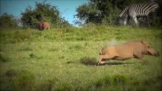 Hogshot Hunting  Warthog String Jump 1 [upl. by Akerehs]