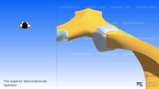 The Sternoclavicular Joint [upl. by Eelrihs]