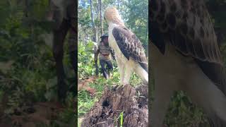 A man play with eagle on a stump tree part 01 fowling davidwood johnbadham petercincotti bird [upl. by Asserac]